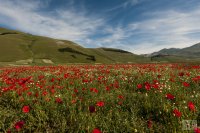 castelluccio 12 june 2013